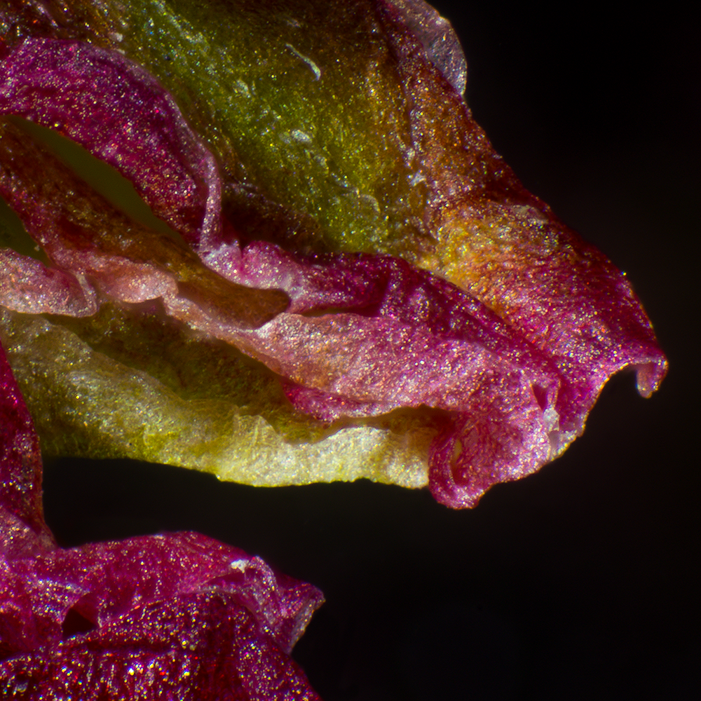 Flower under Microscope