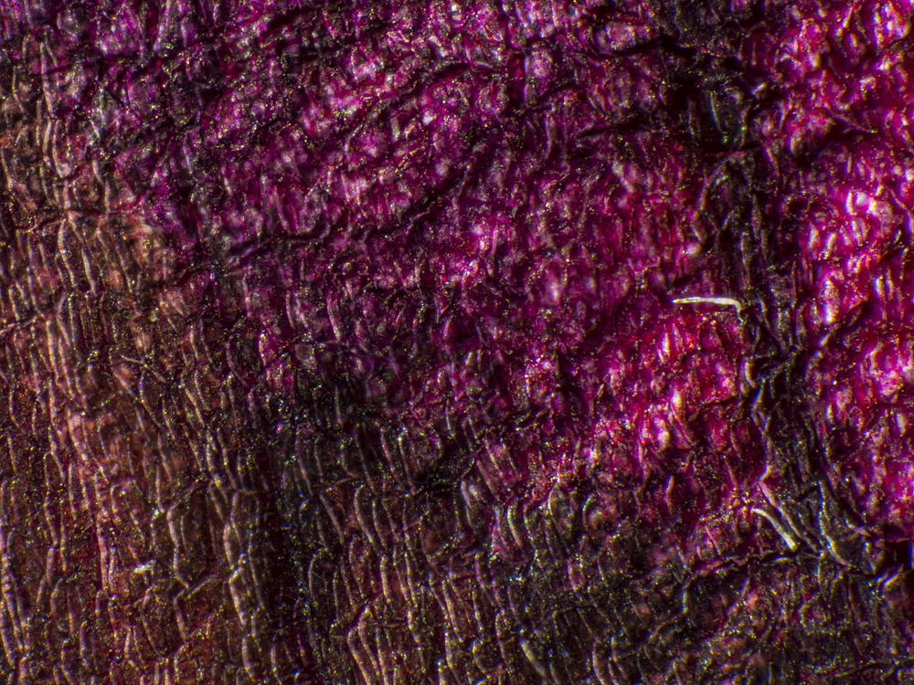 flower under microscope