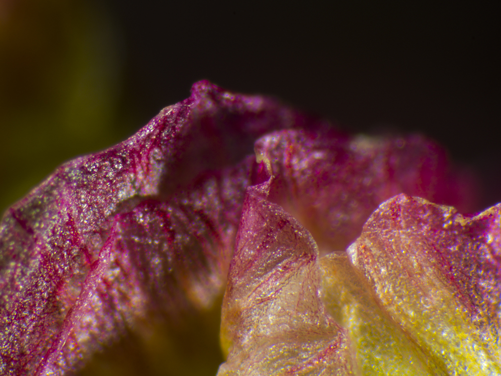 Dry flowers under the microscope