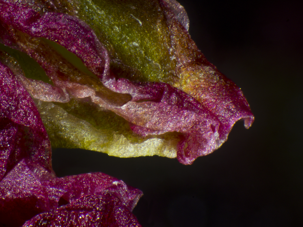 flower under microscope