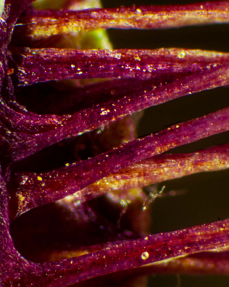 dry flower under microscope